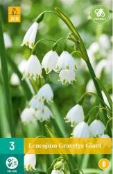 Leucojum gravetye giant 3st