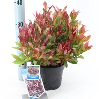 leucothoe 'zeblid' p23 - afbeelding 2