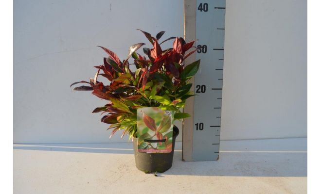 leucothoe zeblid, pot 17 cm, h 35 cm