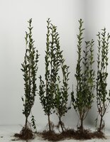 Ligustrum ovalifolium 80-100 cm