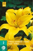 Lilium aziatisch geel 2st