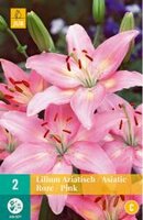 Lilium aziatisch roze 2st