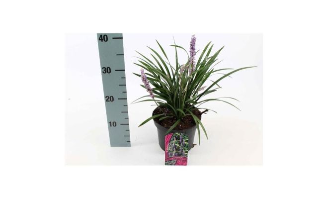 Liriope Muscari Moneymaker, pot 17, h 30 cm - afbeelding 1