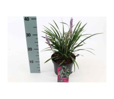 Liriope Muscari Moneymaker, pot 17, h 30 cm - afbeelding 1