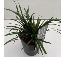 Liriope Muscari Moneymaker, pot 17, h 30 cm - afbeelding 2