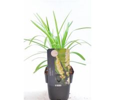 Liriope Muscari Monroe White, pot 17, h 30 cm - afbeelding 1