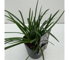 Liriope Muscari Monroe White, pot 17, h 30 cm - afbeelding 2