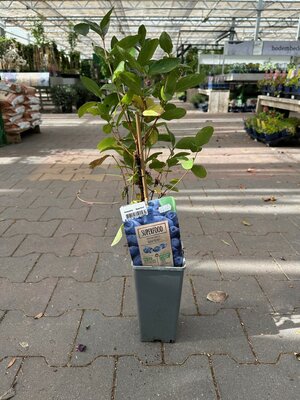 Lonicera caer. 'Honeyberry' pot 10 cm, h 50 cm