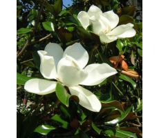 Magnolia grandiflora 'Galissonnière' - afbeelding 1