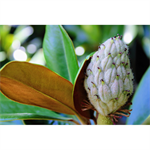 Magnolia grandiflora, pot 65 cm, h 220 cm - afbeelding 3