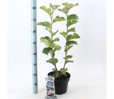 Magnolia Satisfaction, pot 23 cm