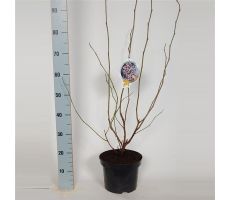 Magnolia soulangeana, pot 23 cm, h 70cm - afbeelding 2