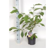 Magnolia soulangeana, pot 23 cm, h 70cm - afbeelding 1