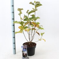 Magnolia soulangeana, pot 23 cm, h 70cm - afbeelding 4