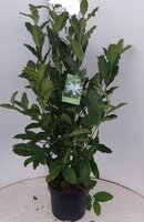 Magnolia stellata, pot 23 cm, h 70 cm - afbeelding 1