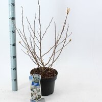 Magnolia stellata, pot 23 cm, h 70 cm - afbeelding 2
