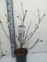 Magnolia stellata, pot 23 cm, h 70 cm - afbeelding 3