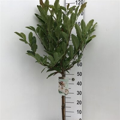 Magnolia stellata, op stam, pot 26 cm, h 130 cm - afbeelding 1