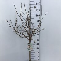 Magnolia stellata, op stam, pot 26 cm, h 130 cm - afbeelding 2