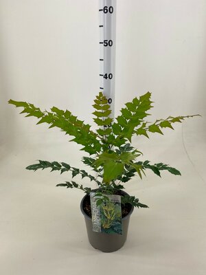 mahonia media wintersun, pot 19 cm, h 40-50 cm