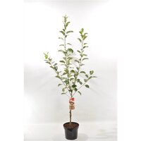 Malus d. Cox's orange pippin, pot 26 cm, h 150 cm