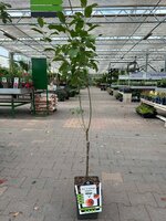 Malus domestica 'Cos's orange pippin', pot 22 cm, h 100 cm