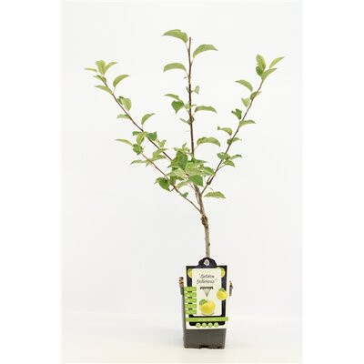 Malus domestica 'Golden Delicious', pot 22 cm, h 100 cm