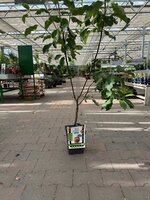 Malus domestica 'Rode Boskoop', pot 22 cm, h 100 cm