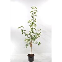 Malus domestica 'Rode Boskoop', pot 26 cm, h 150 cm