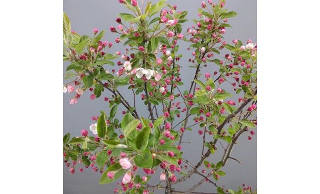 Malus Red Sentinel - afbeelding 1
