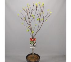 Malus Red Sentinel - afbeelding 2