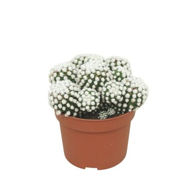 Mammillaria spinosissima, pot 10,5 cm, h 15 cm