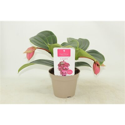 Medinilla  'Candy, pot 17 cm, h 55 cm