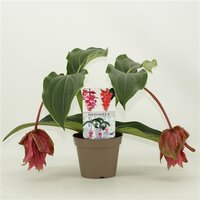 Medinilla  'Dolce Rossa, pot 14 cm, h 30 cm