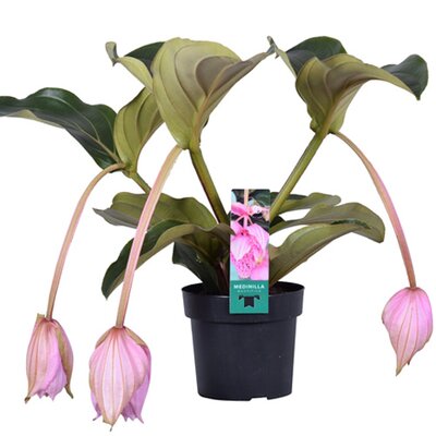 Medinilla magnifica 'Flamenco, pot 17 cm, h 55 cm - afbeelding 1