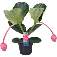 Medinilla magnifica 'Flamenco, pot 17 cm, h 55 cm - afbeelding 2