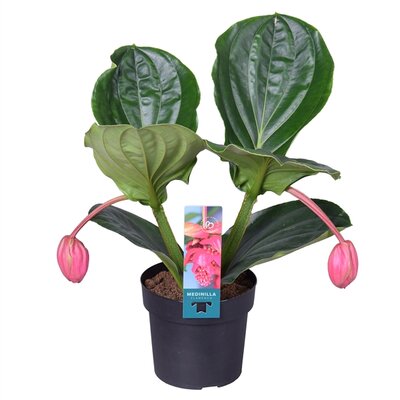 Medinilla magnifica 'Flamenco, pot 17 cm, 55 cm