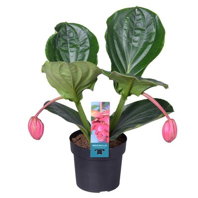 Medinilla magnifica 'Flamenco, pot 17 cm, h 55 cm