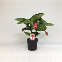 Medinilla magnifica 'Lambada, pot 14 cm, h 40 cm