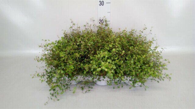 Muehlenbeckia com. 'Mao'ri, pot 11 cm, h 20 cm