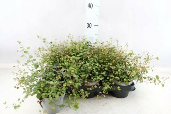 Muehlenbeckia com. 'Mao'ri, pot 11 cm, h 20 cm