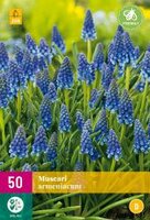 Muscari armeniacum 50st - afbeelding 2