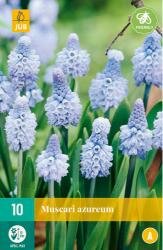 Muscari azureum 10st