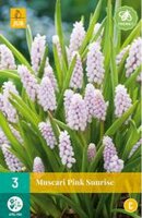 Muscari pink sunrise 3st