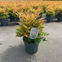 Nandina dom. 'Gulfstream' pot 23 cm, h 40 cm - afbeelding 2