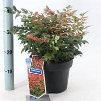 Nandina dom. 'Gulfstream' pot 23 cm, h 40 cm - afbeelding 1