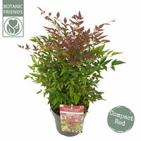 Nandina domestica 'Obsessed' p 23 cm, h 40 cm - afbeelding 1