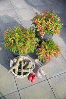 Nandina domestica 'Obsessed' p 23 cm, h 40 cm - afbeelding 3