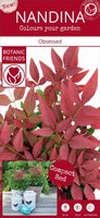 Nandina domestica 'Obsessed' p 23 cm, h 40 cm - afbeelding 2