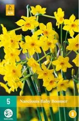 Narcissus baby boomer 5st